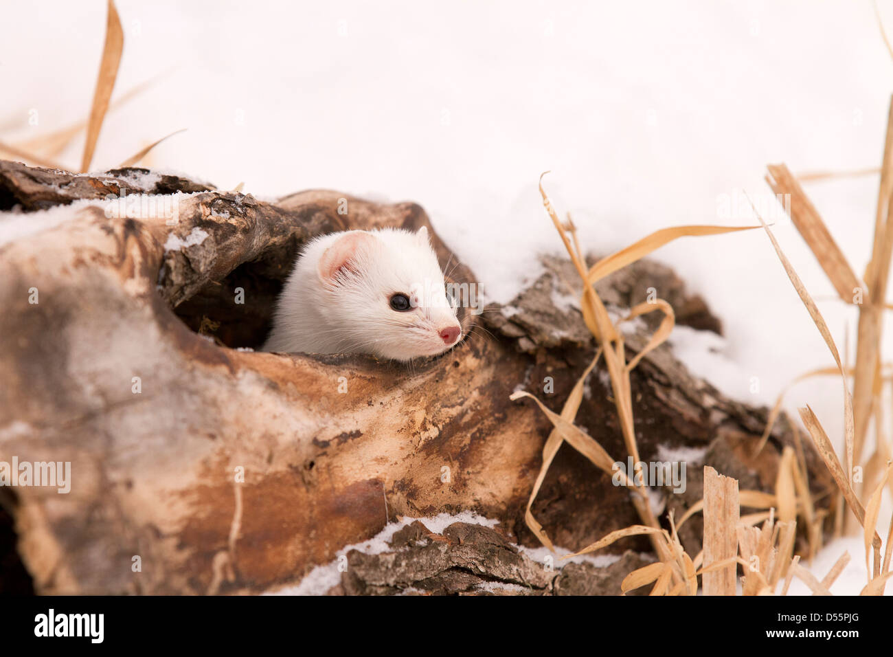 White Weasel in a hollow log Stock Photo