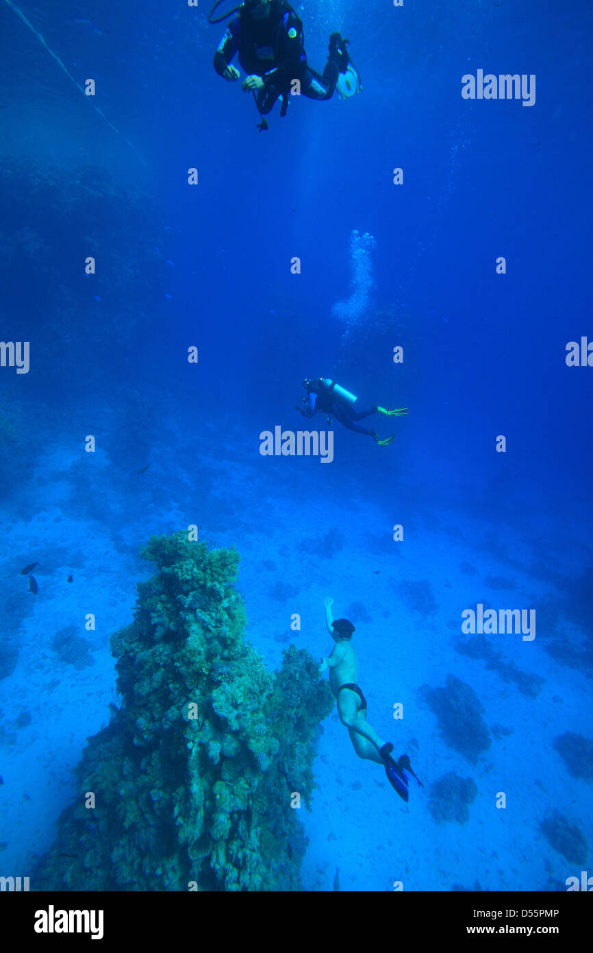 Napoleon fish near a coral reef looking for food, Red Sea Stock Photo ...