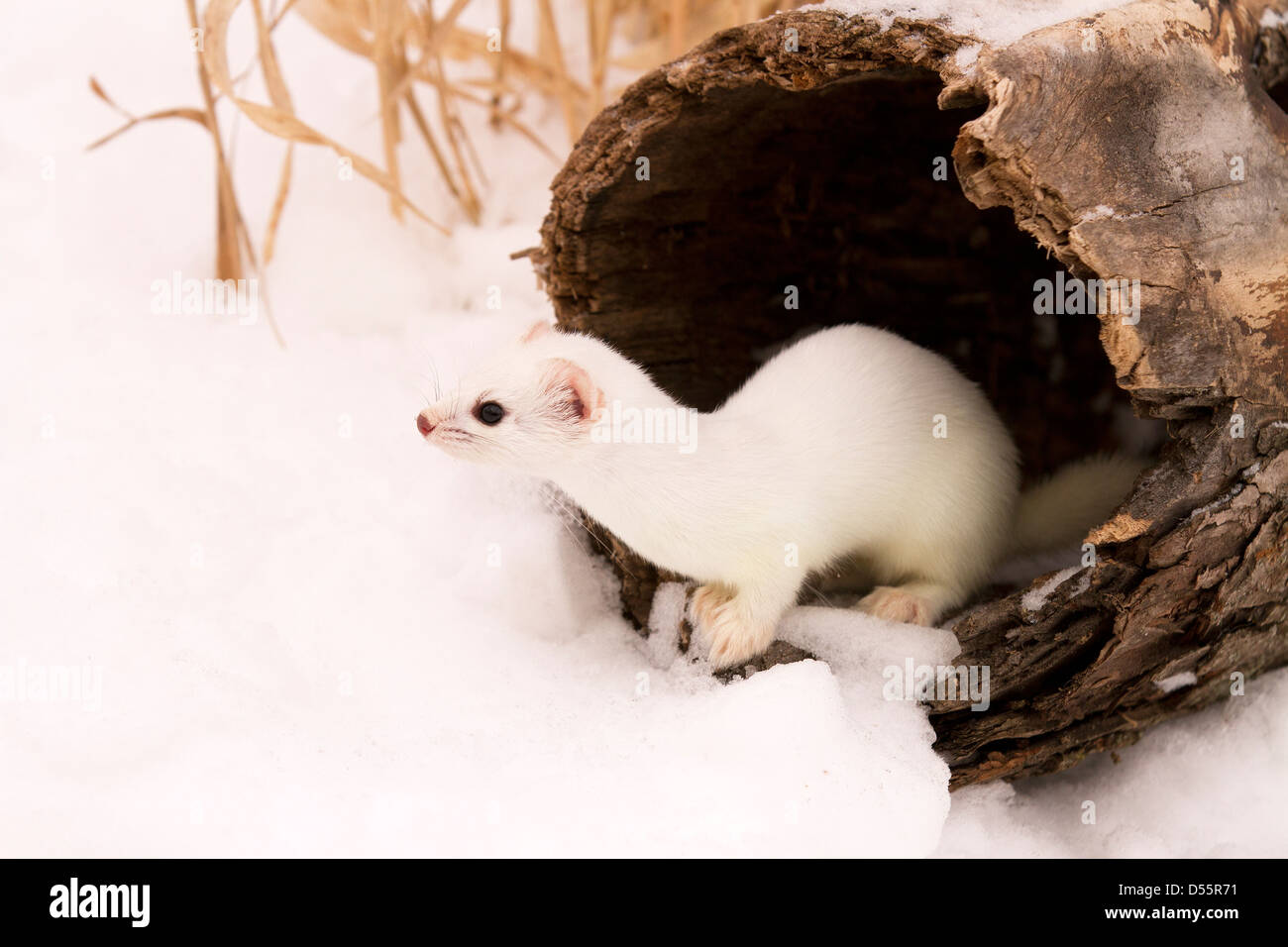 Short tailed Weasel, Mustela erminea in a hollow log Stock Photo