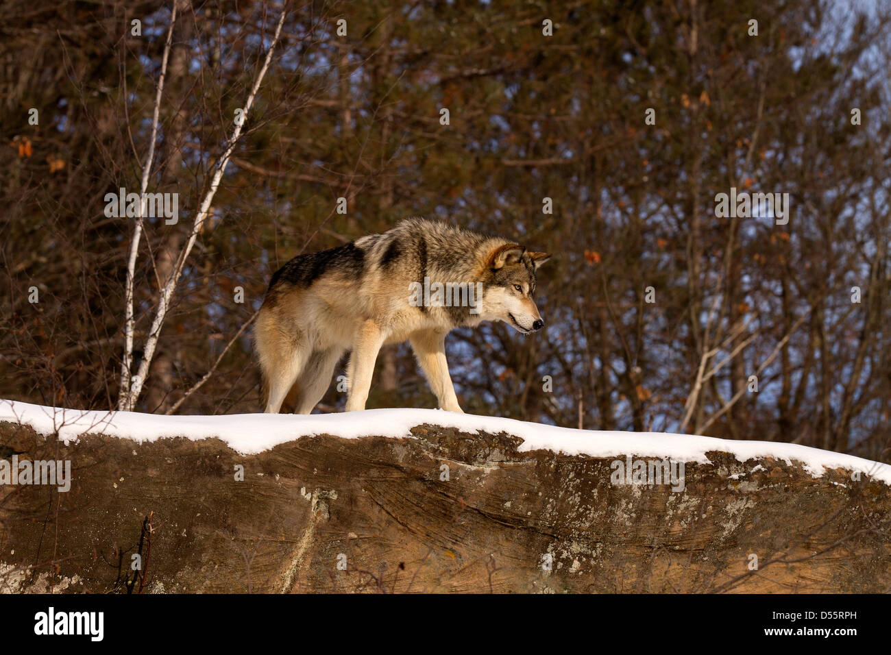 Gray Wolf, Canis lupus standing on rocky outcrop Stock Photo