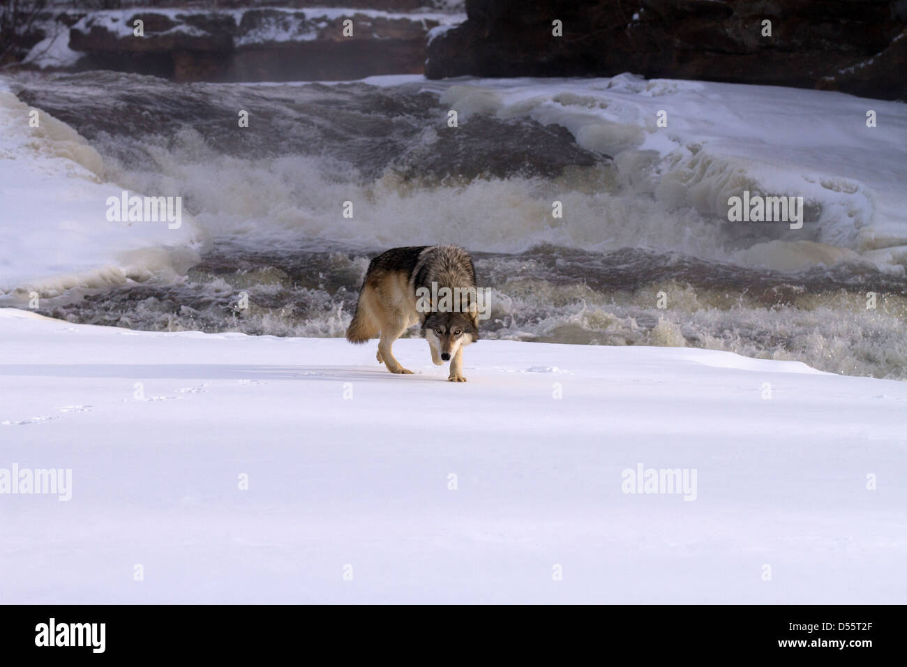 Gray Wolf, Canis lupus walking away from the rapids Stock Photo