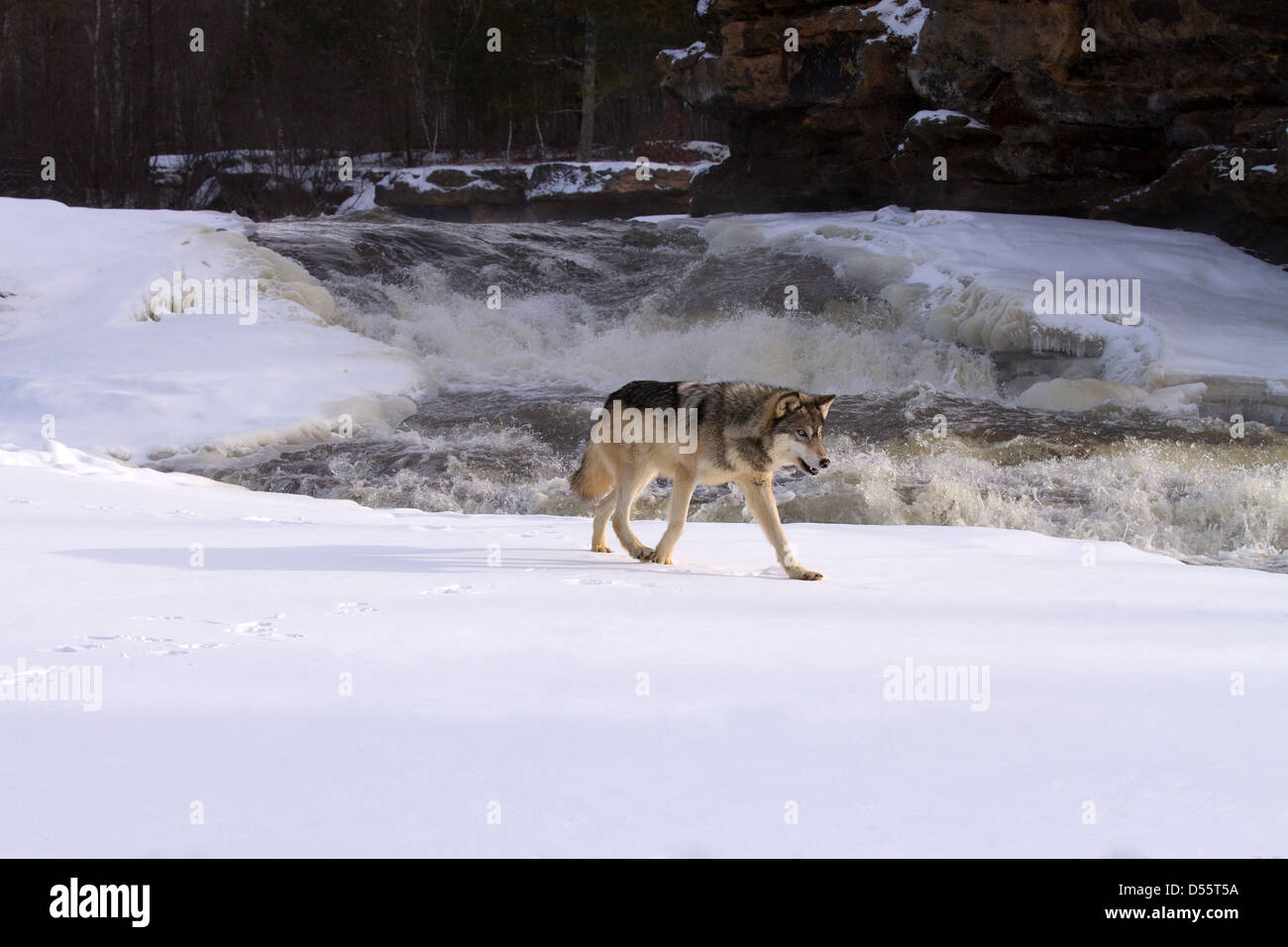 Gray Wolf, Canis lupus walking away from the rapids Stock Photo