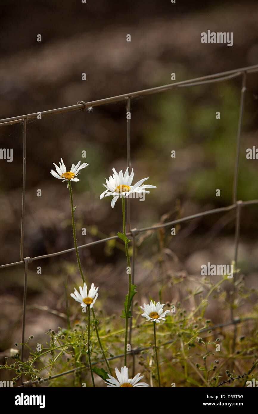 Summer weeds flowers fence hi-res stock photography and images - Alamy