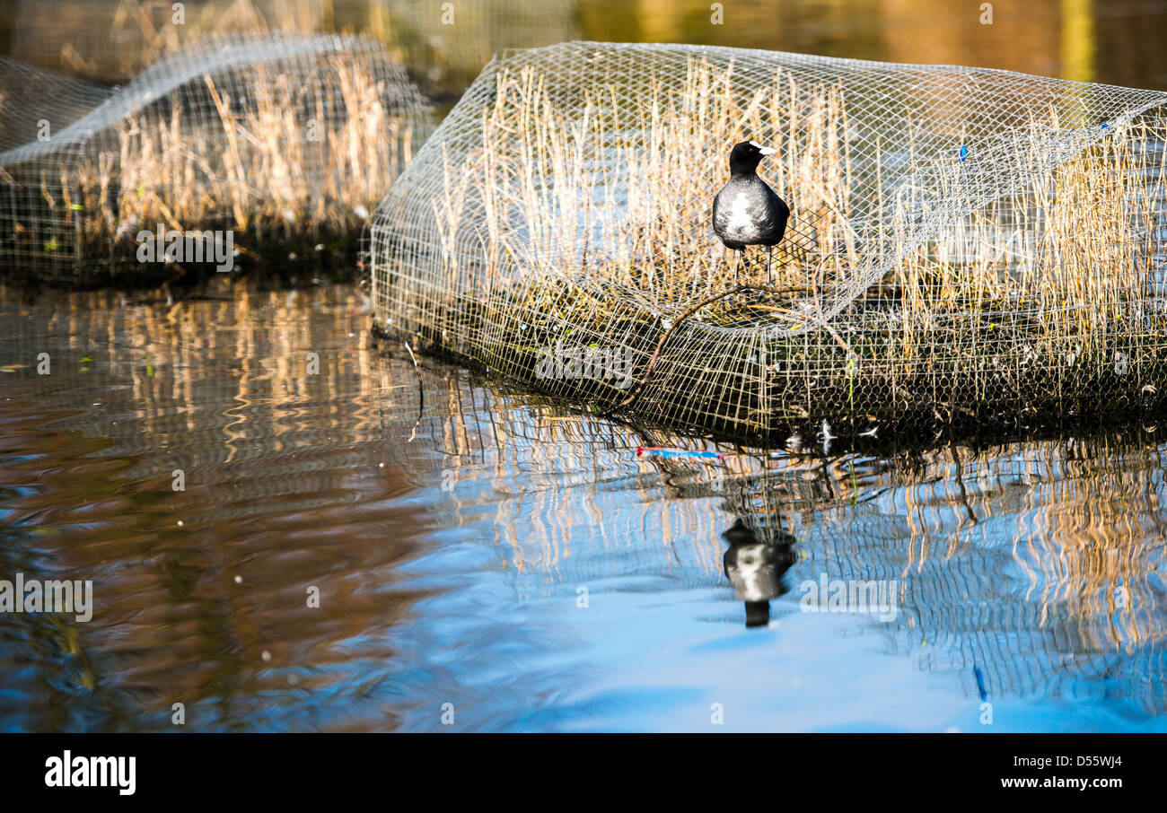 Stranded duck by reeds enclosure... Stock Photo