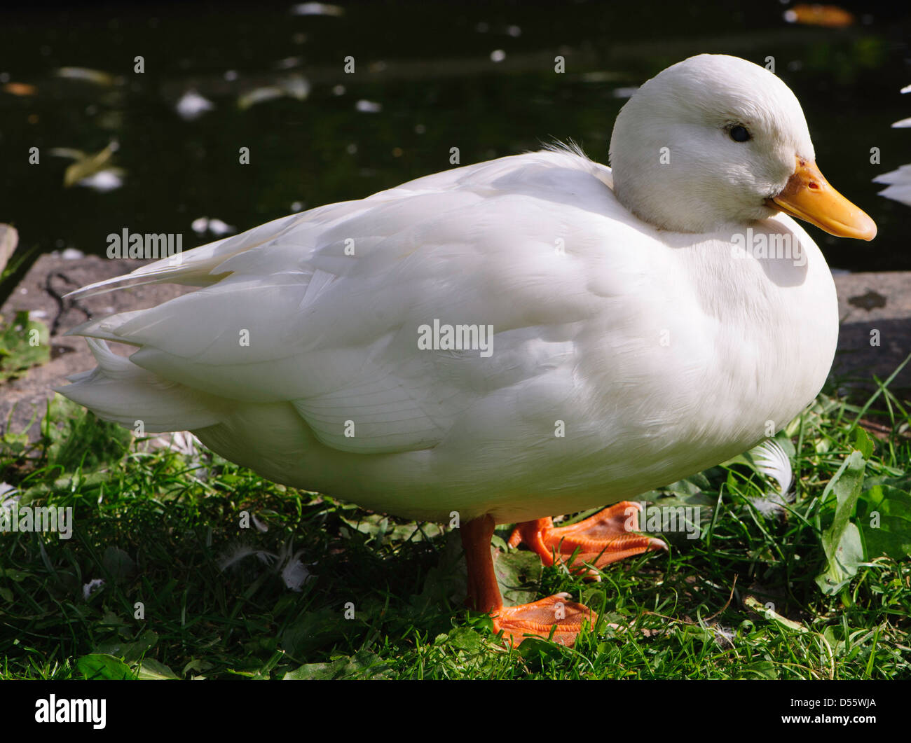 Duck call hires stock photography and images Alamy