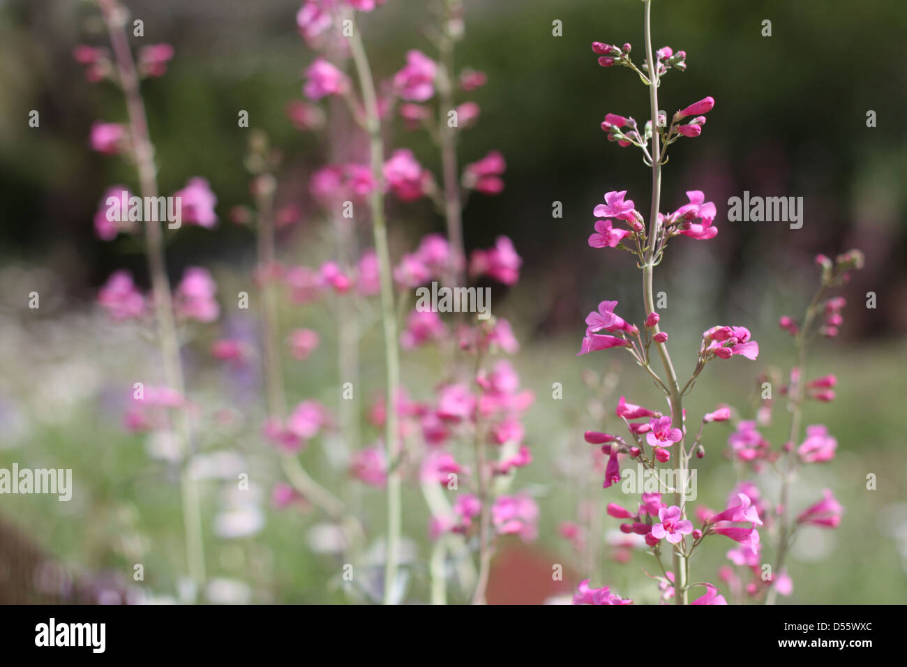 Field of pink wildflowers hi-res stock photography and images - Alamy