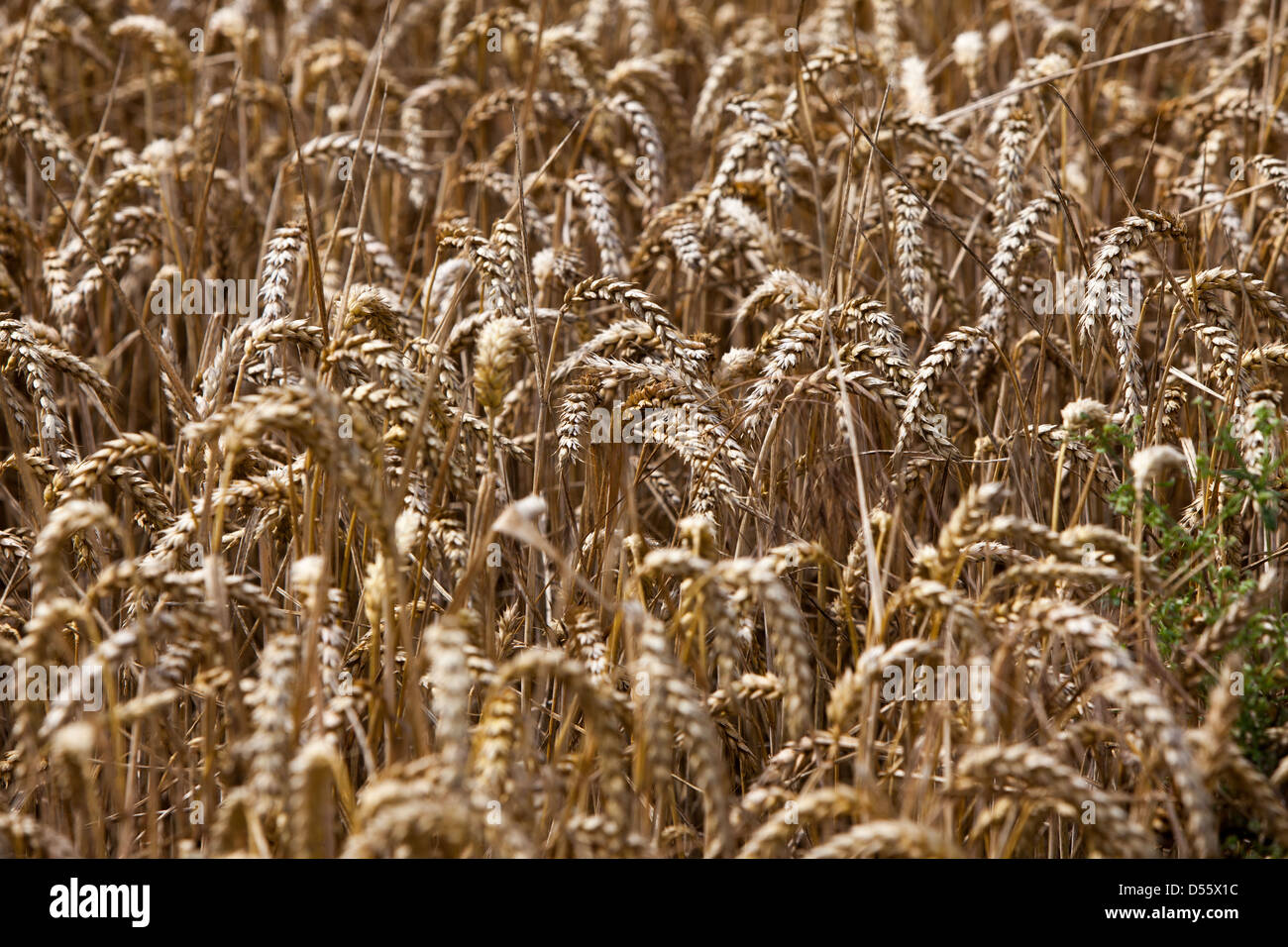 Grain Heads High Resolution Stock Photography and Images - Alamy