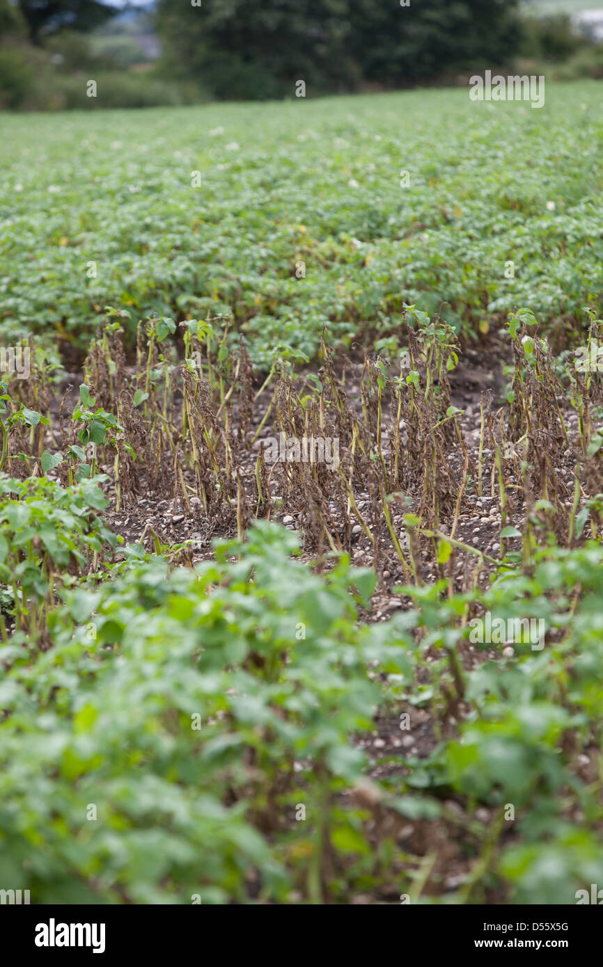 Potato crop dying in a field Stock Photo Alamy