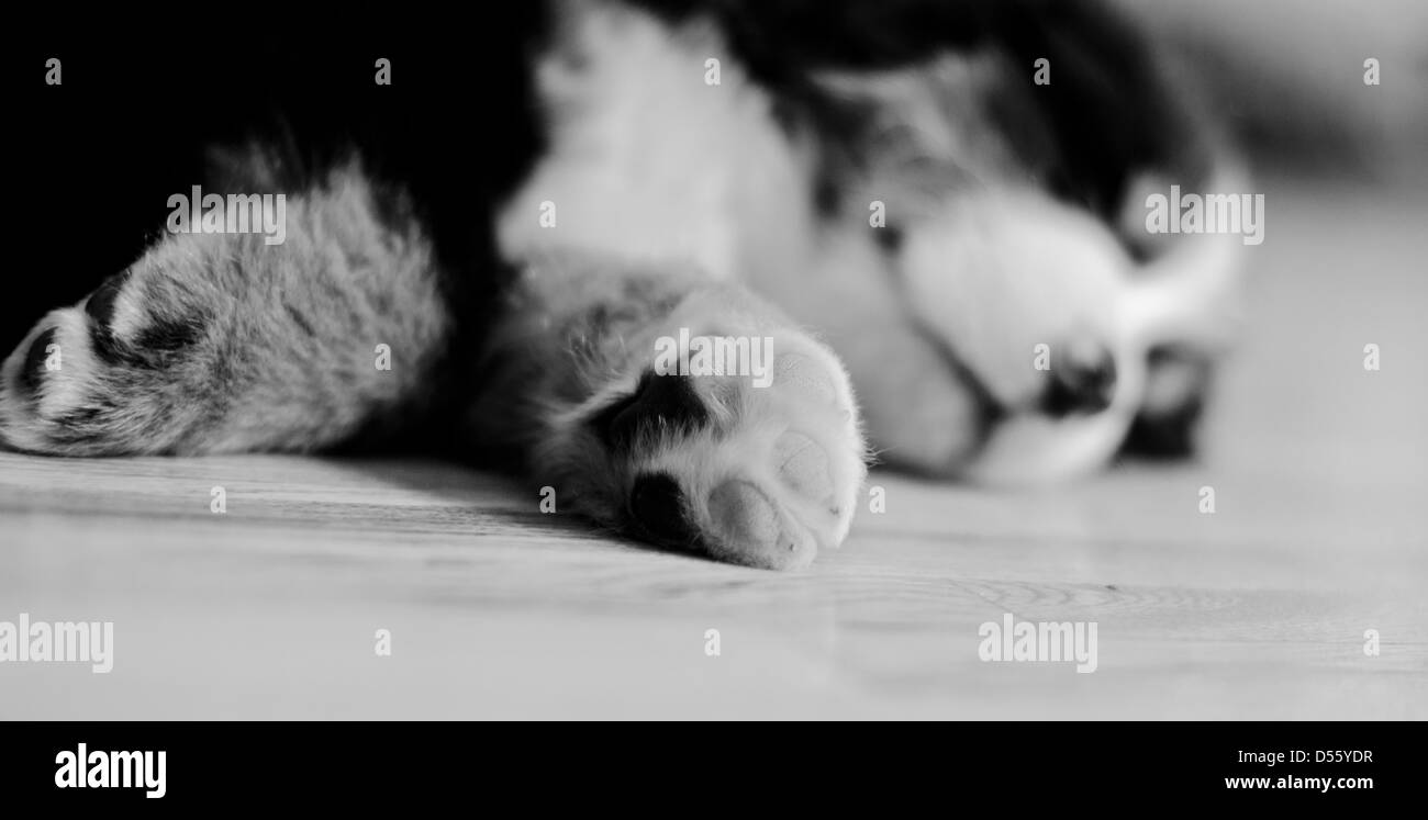 Birdie the Bernese Mountain Dog Puppy sleeps Stock Photo