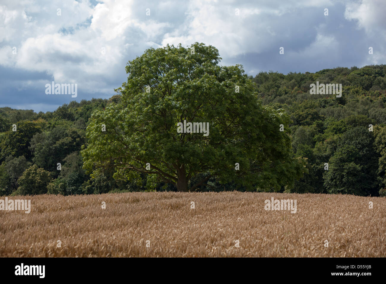 Oak tree in the middle of a field hi-res stock photography and images ...