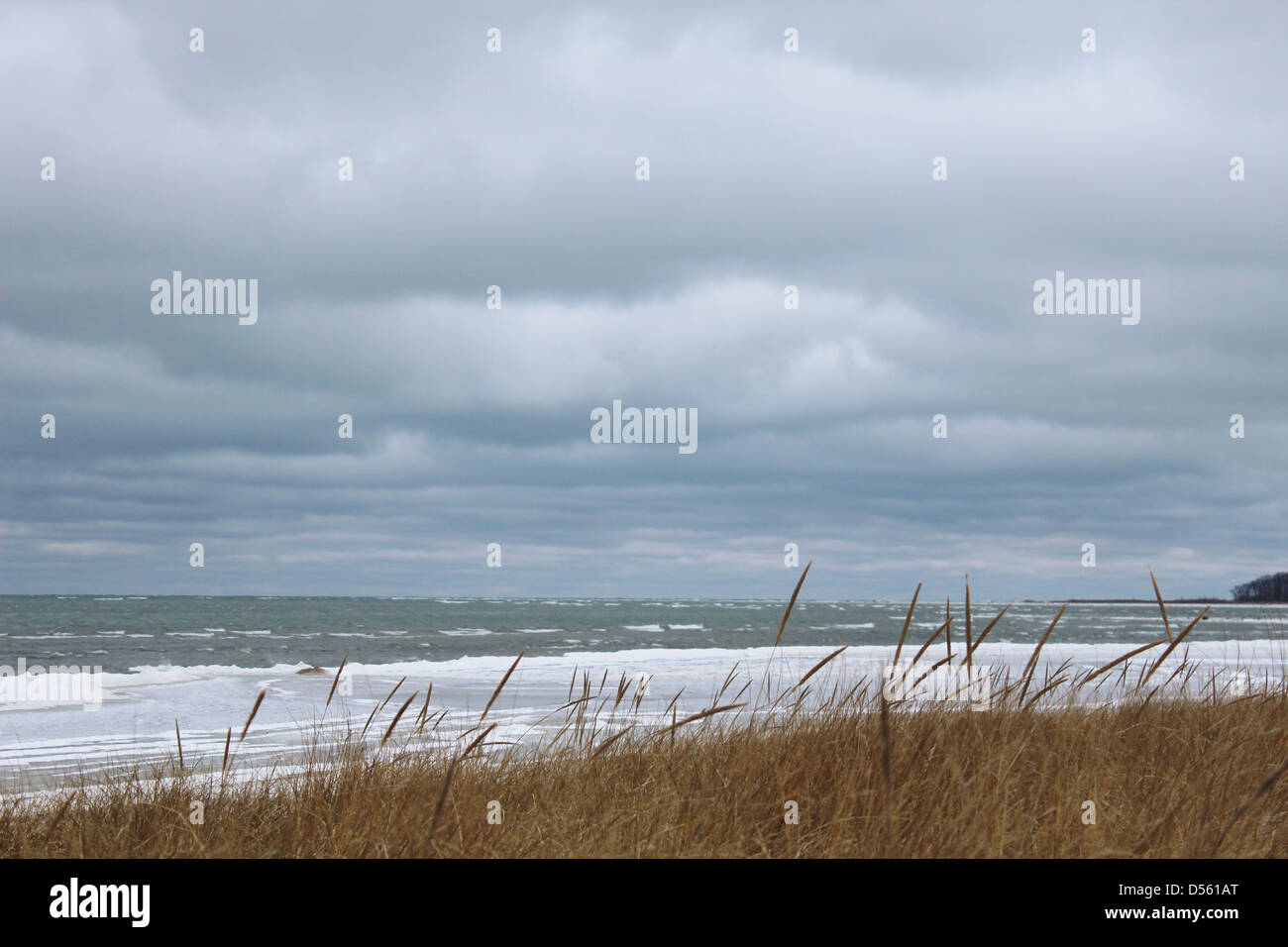 Dune grass blowing in the breeze, with a frozen Lake Huron in the background. Stock Photo
