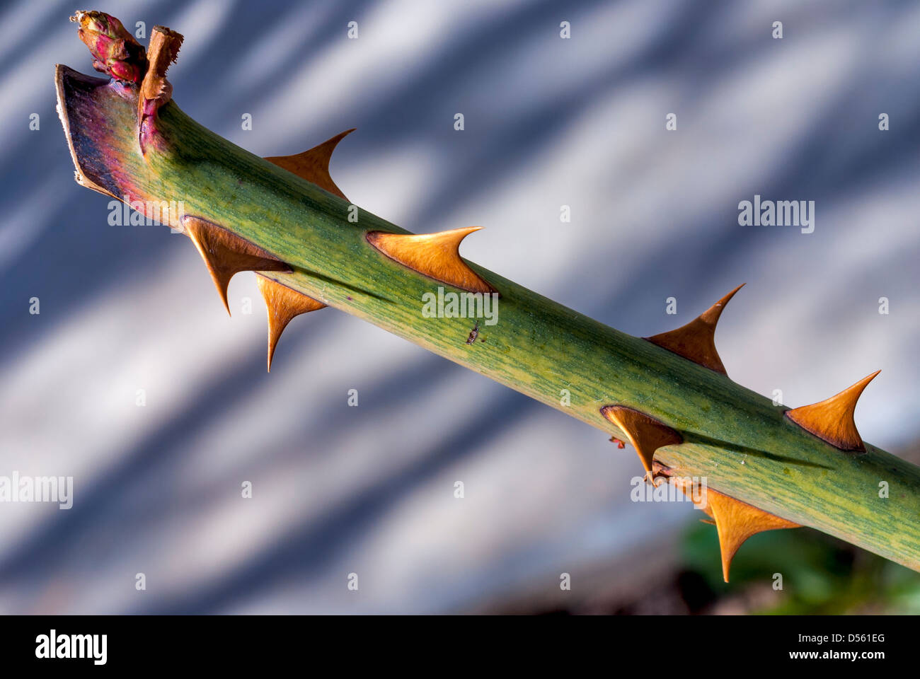 Large rose bush thorns closeup Stock Photo Alamy