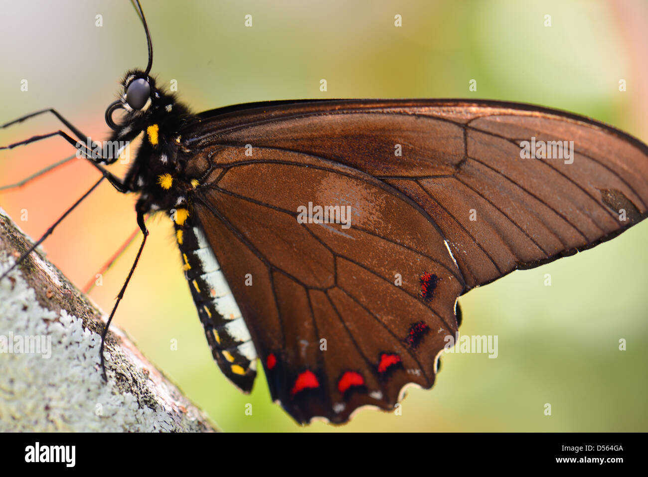 Closeup Butterfly on a green leaf Macro Stock Photo - Alamy
