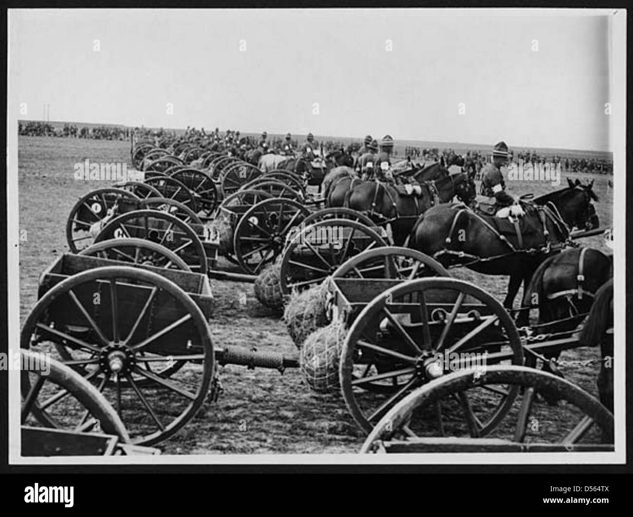 Draught horses, harness and limbered wagon Stock Photo
