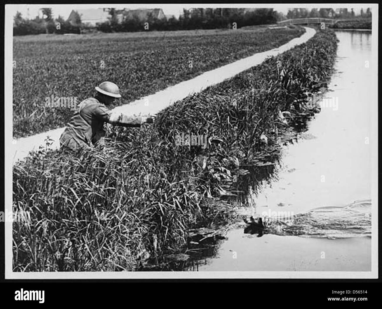 War messenger dog in the front area swimming across a canal to reach its master and deliver a message Stock Photo