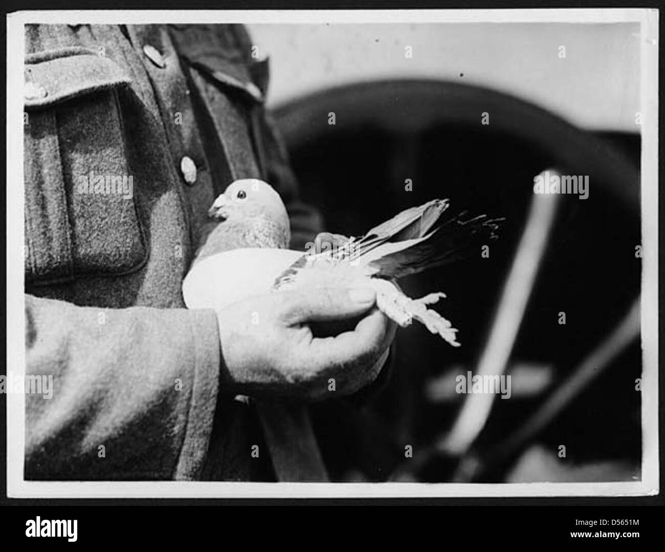 Почтовый голубь вов. Почтовый голубь. Голуби вов. Почтовый голубь. Почтовый голубь.