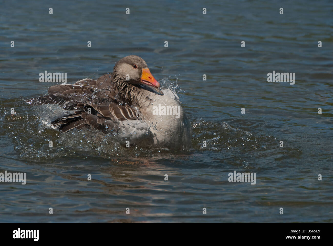 Adult Greylag Goose bathing Stock Photo