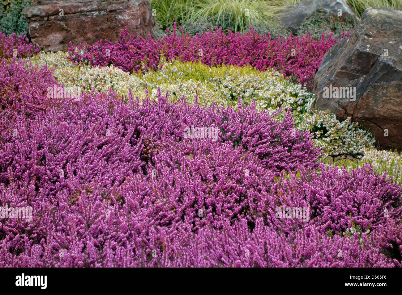 Erica carnea cultivars - Winter flowering heathers used in amenity plantings among boulders Stock Photo