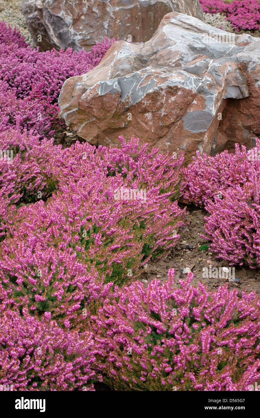 Erica carnea cultivars - Winter flowering heathers used in amenity plantings among boulders Stock Photo