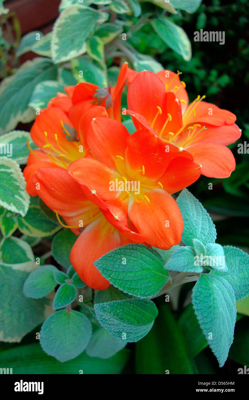 Clivia miniata AGM with the foliage of Plectranthus Stock Photo