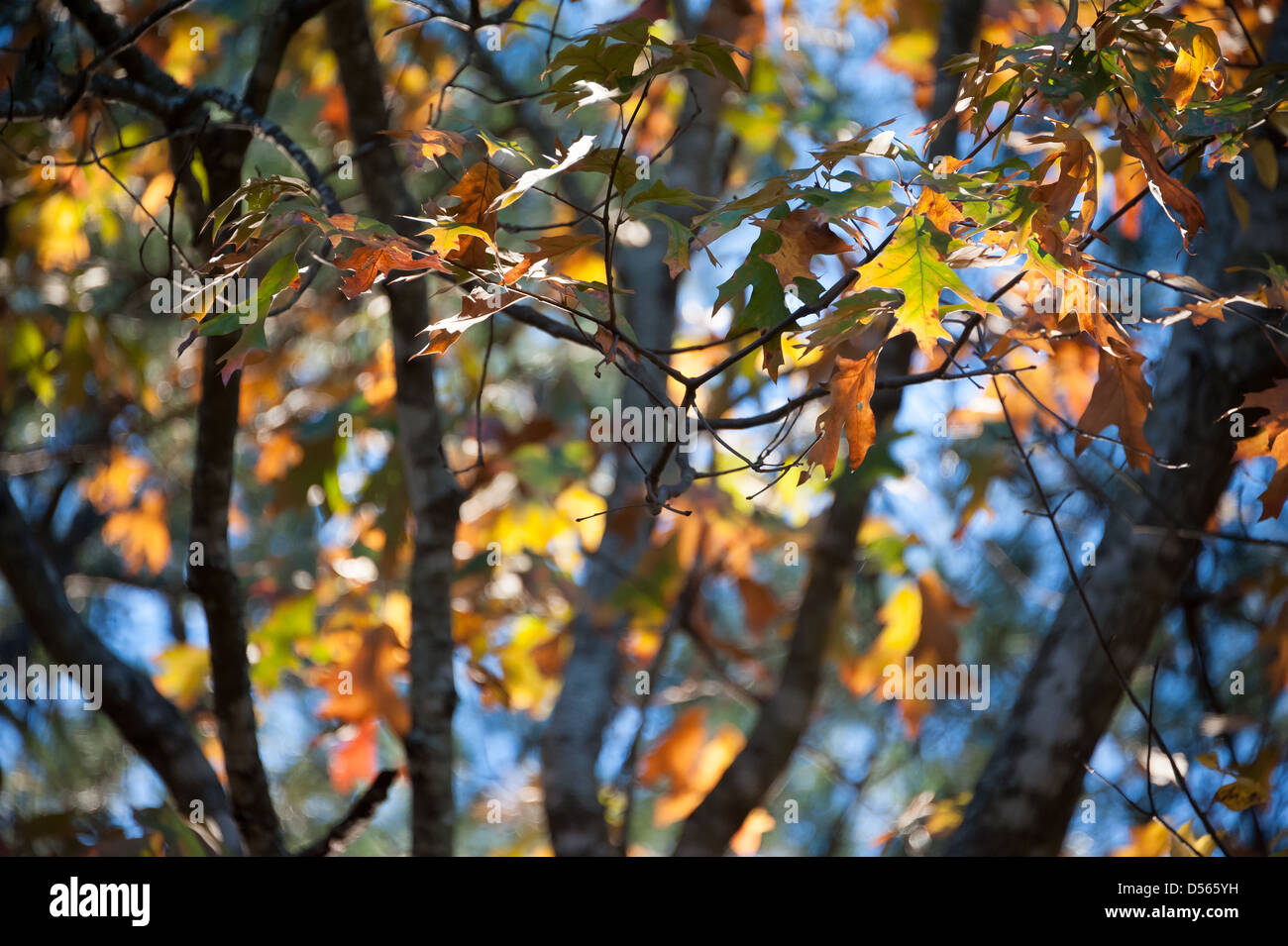 The colors of Fall in backlit Autumn leaves. Stock Photo