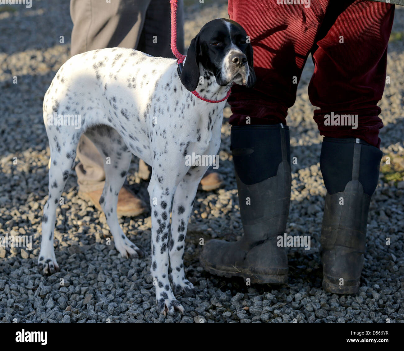 English pointer hires stock photography and images Alamy