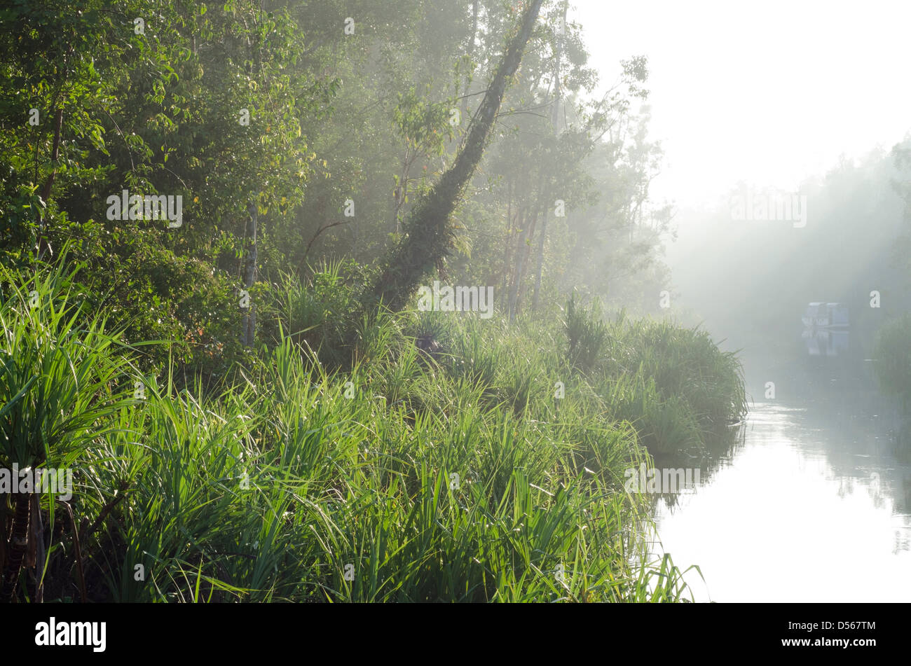 Dawn on the Sekonyer River, Tanjung Puting National Park Stock Photo