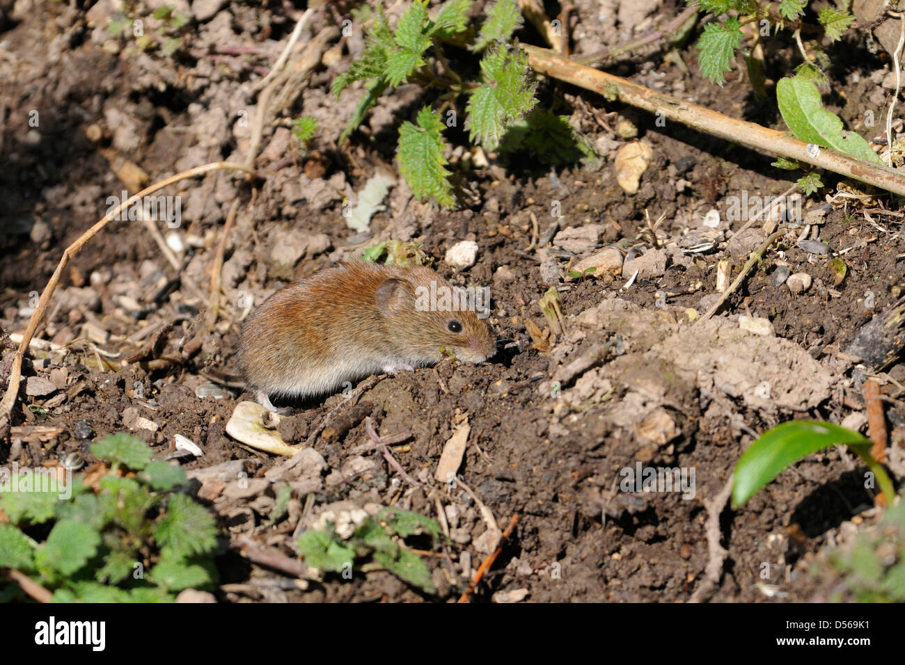 Bank Vole - Clethrionomys glareolus Foraging for food Stock Photo