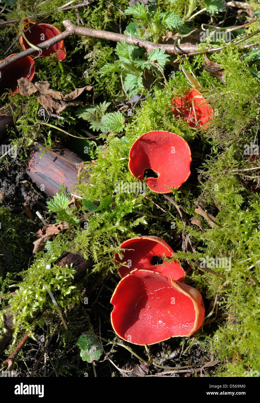 Scarlet Elf Cup Fungi - Sarcoscypha coccinea Growing in moss Stock Photo
