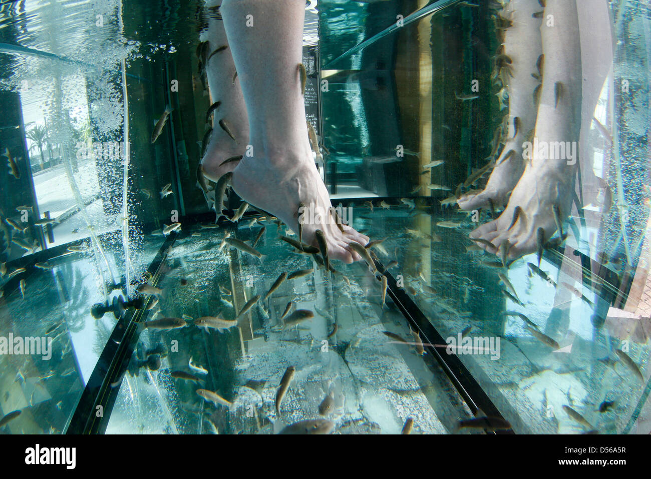 A girl immerses his feet in a tank with Garra rufa fish as part of aesthetic treatment complementary to pedicure Stock Photo
