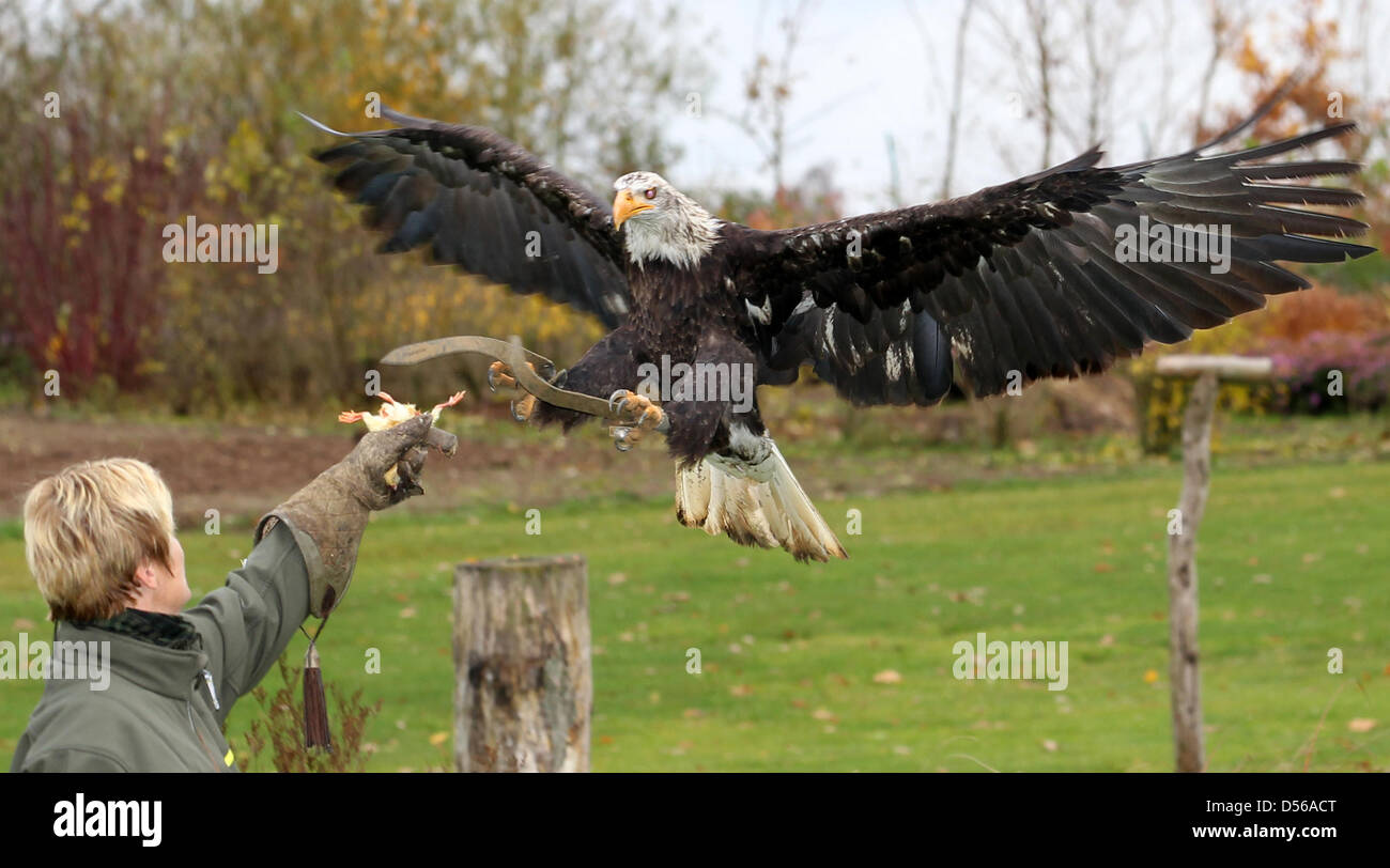 White headed eagle hi-res stock photography and images - Alamy