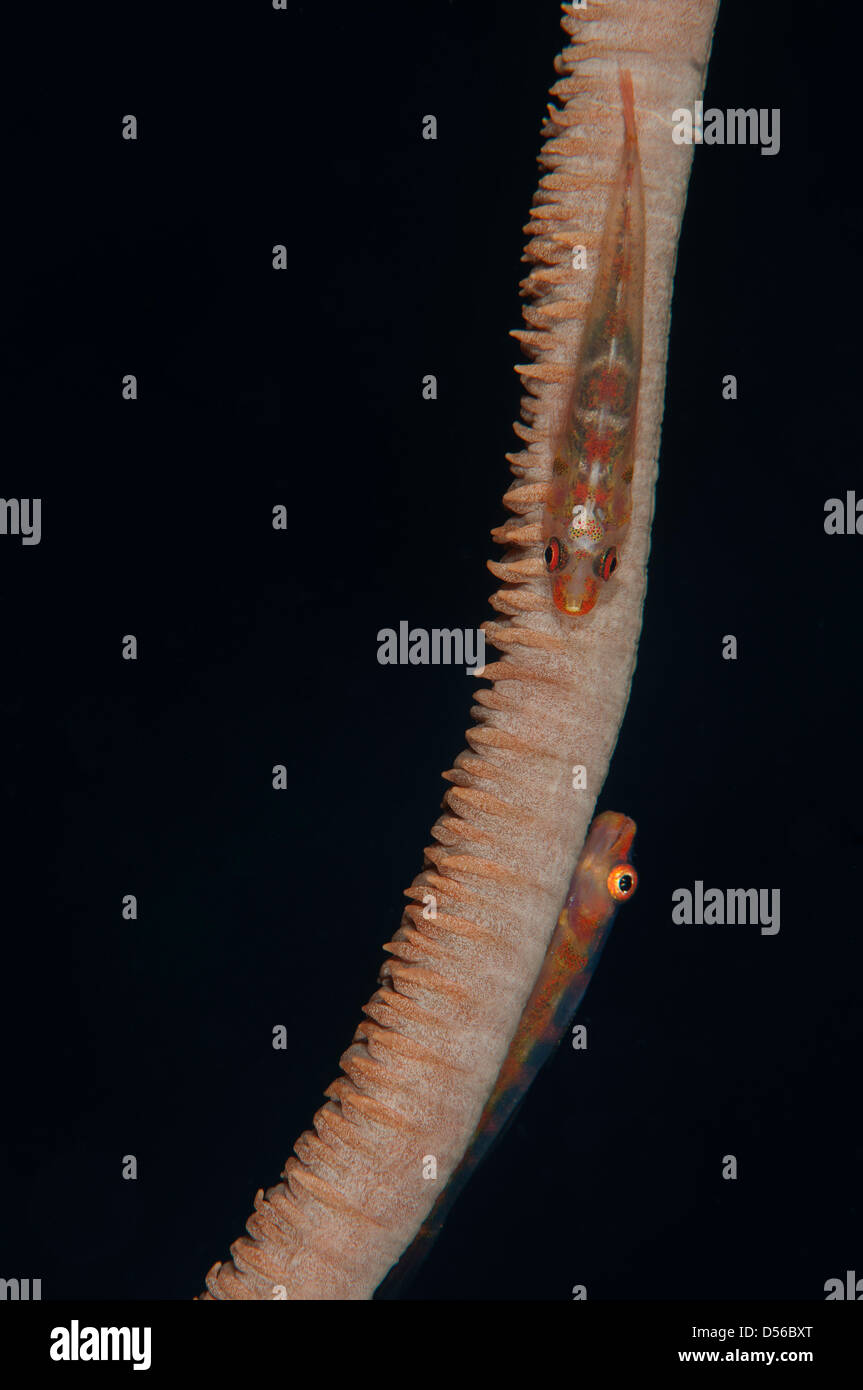 Pair of whip-coral gobies (Bryaninops yongei) on the Chaaya House Reef, Ellaidhoo, Maldives Stock Photo