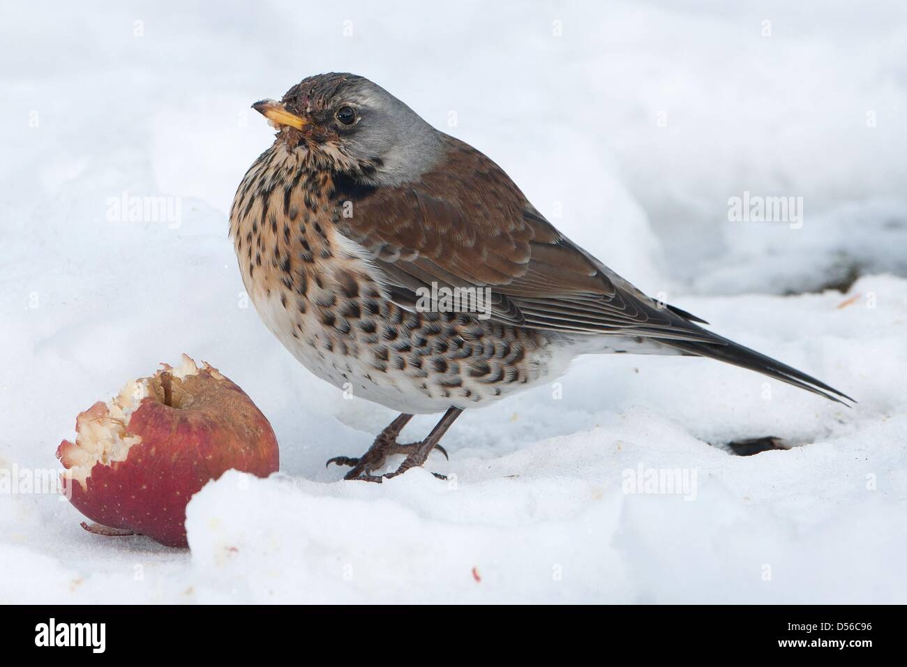 дрозд ягодник. рябиновый дрозд дрозд рябинник. бурый скворец. дрозд рябинник. дрозд рябинник голос.