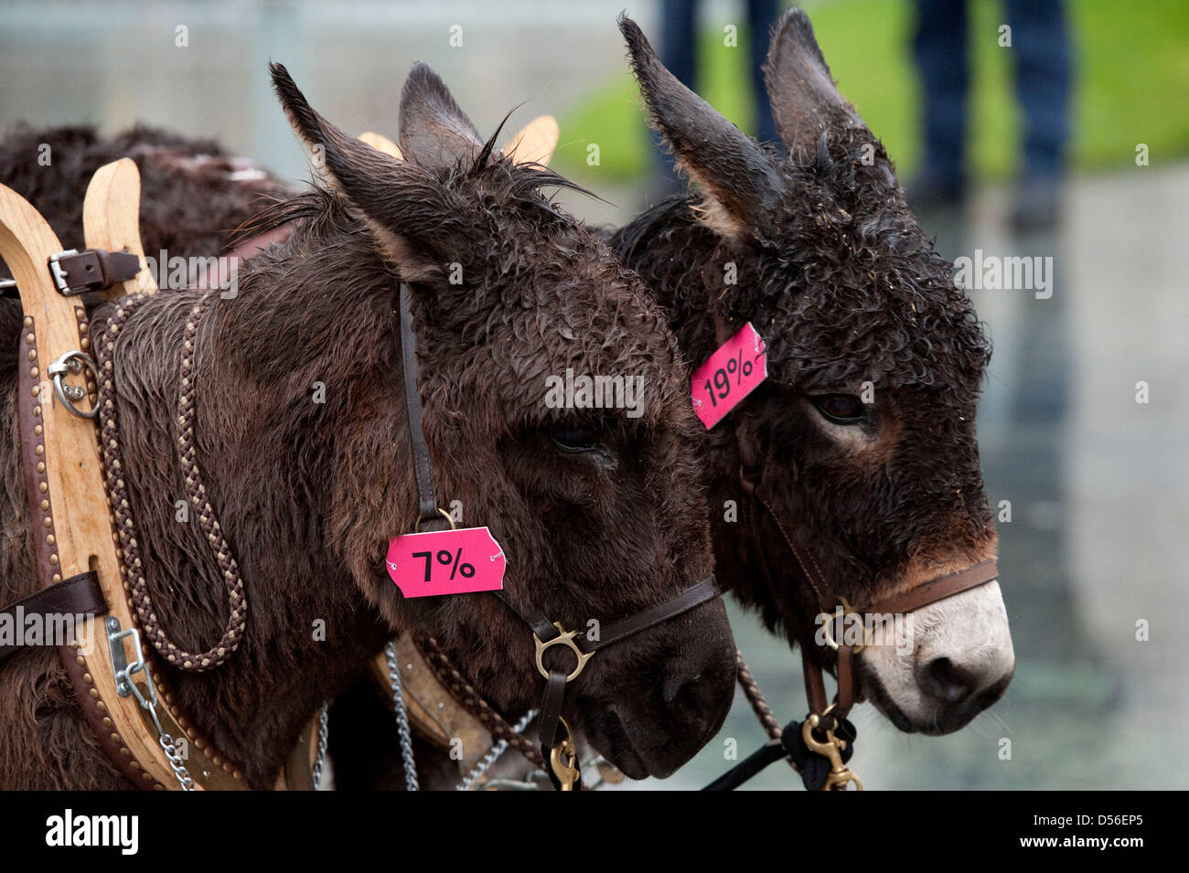 A mule and a donkey tagged with German VAT rates seven and 19 per cent stands in front of the Chancellery in Berlin, Germany, 18 November 2010. Ridiculously the prize for a donkey includes the regular VAT rate of 19 percent, the price of a mule the reduced VAT rate of seven per cent. Photo: Robert Schlesinger Stock Photo
