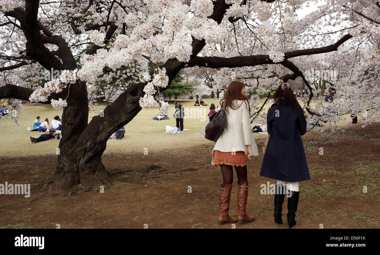 Cherry Blossom in Shinjuku Gyoen National Garden Saku, Tokyo, Japan ...