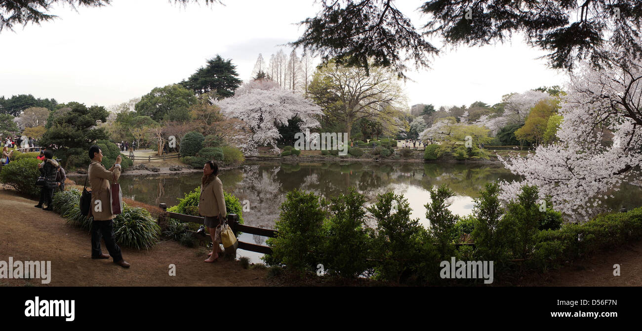 Panoramic image of the Cherry Blossom in Shinjuku Gyoen National Garden ...