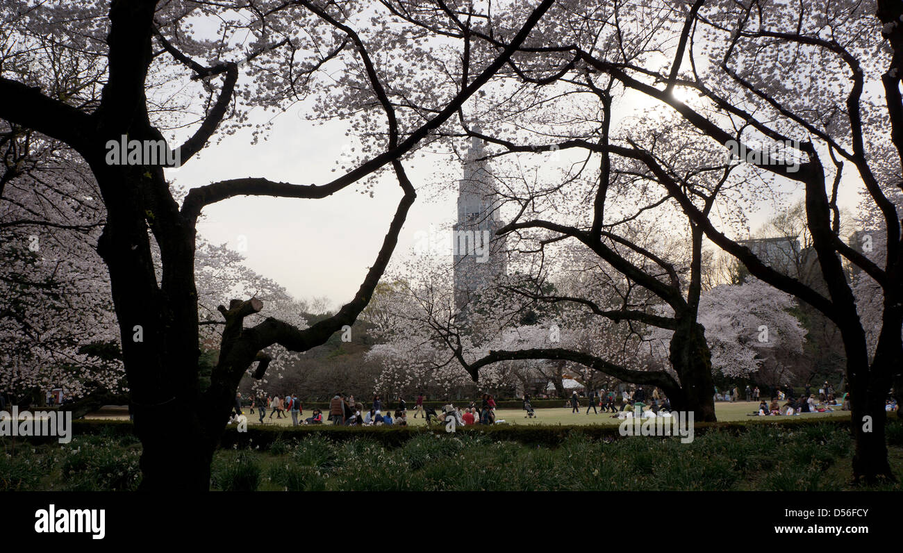 Cherry Blossom in Shinjuku Gyoen National Garden Saku, Tokyo, Japan ...