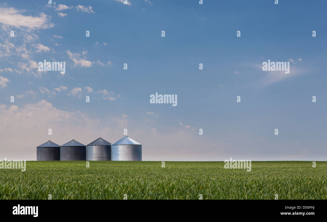 Grain silos in a crop field, Montana, USA Stock Photo