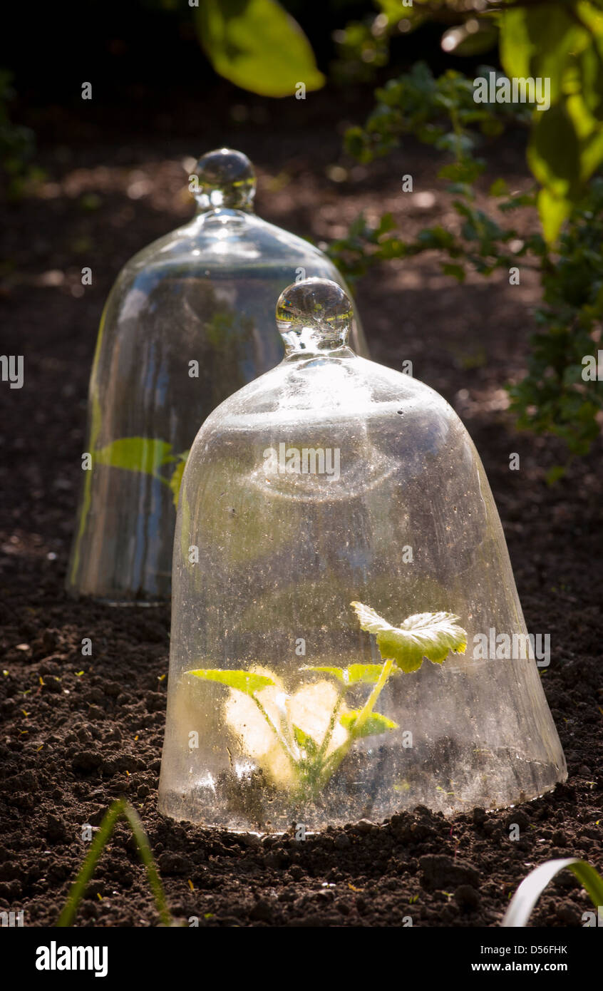 Glass garden cloche hires stock photography and images Alamy