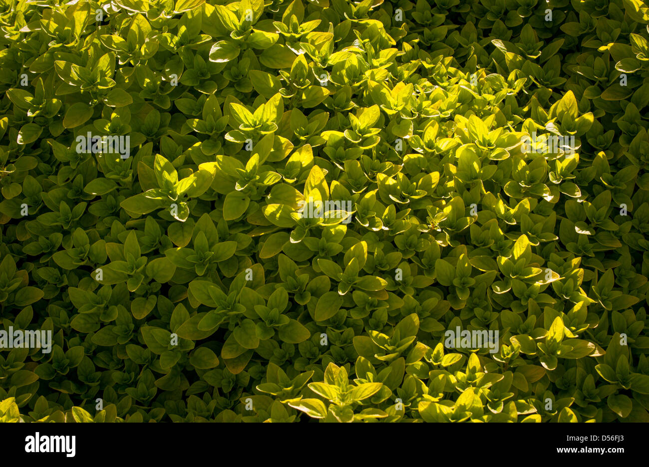 Golden Marjoram Garden High Resolution Stock Photography and Images Alamy