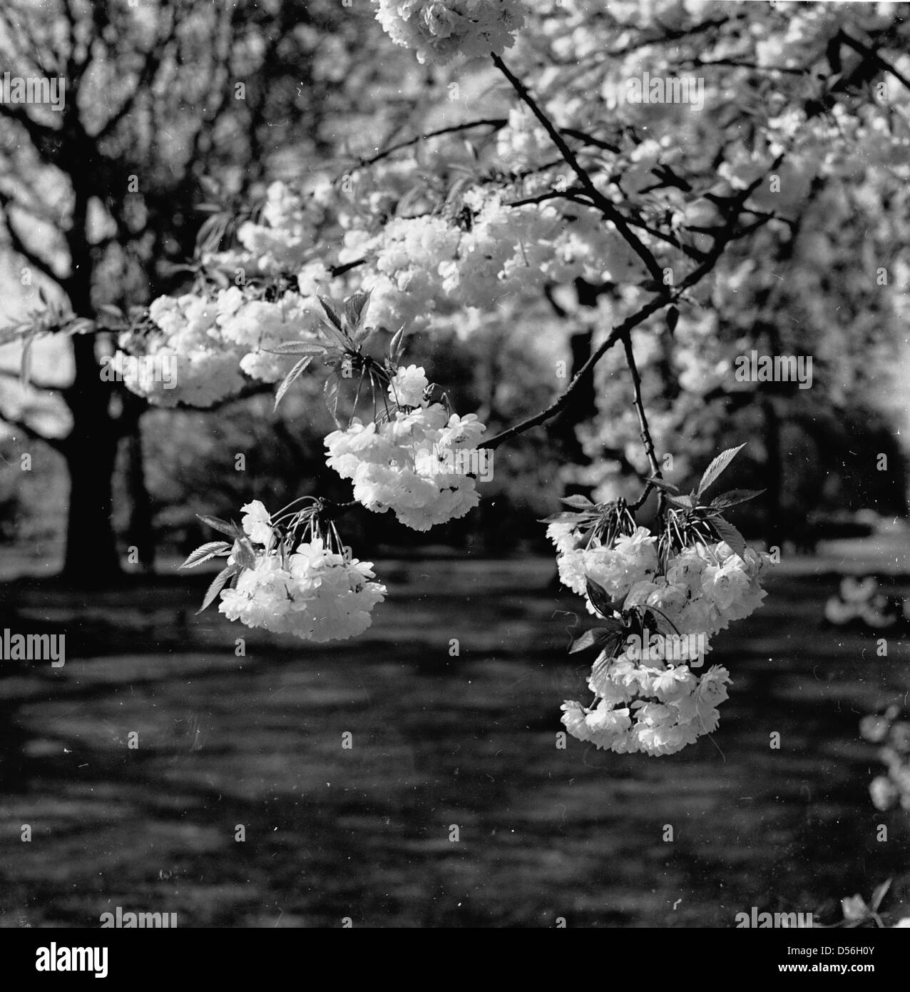 Historical 1950s. The delightful blossom or flowers on a cherry tree. Stock Photo