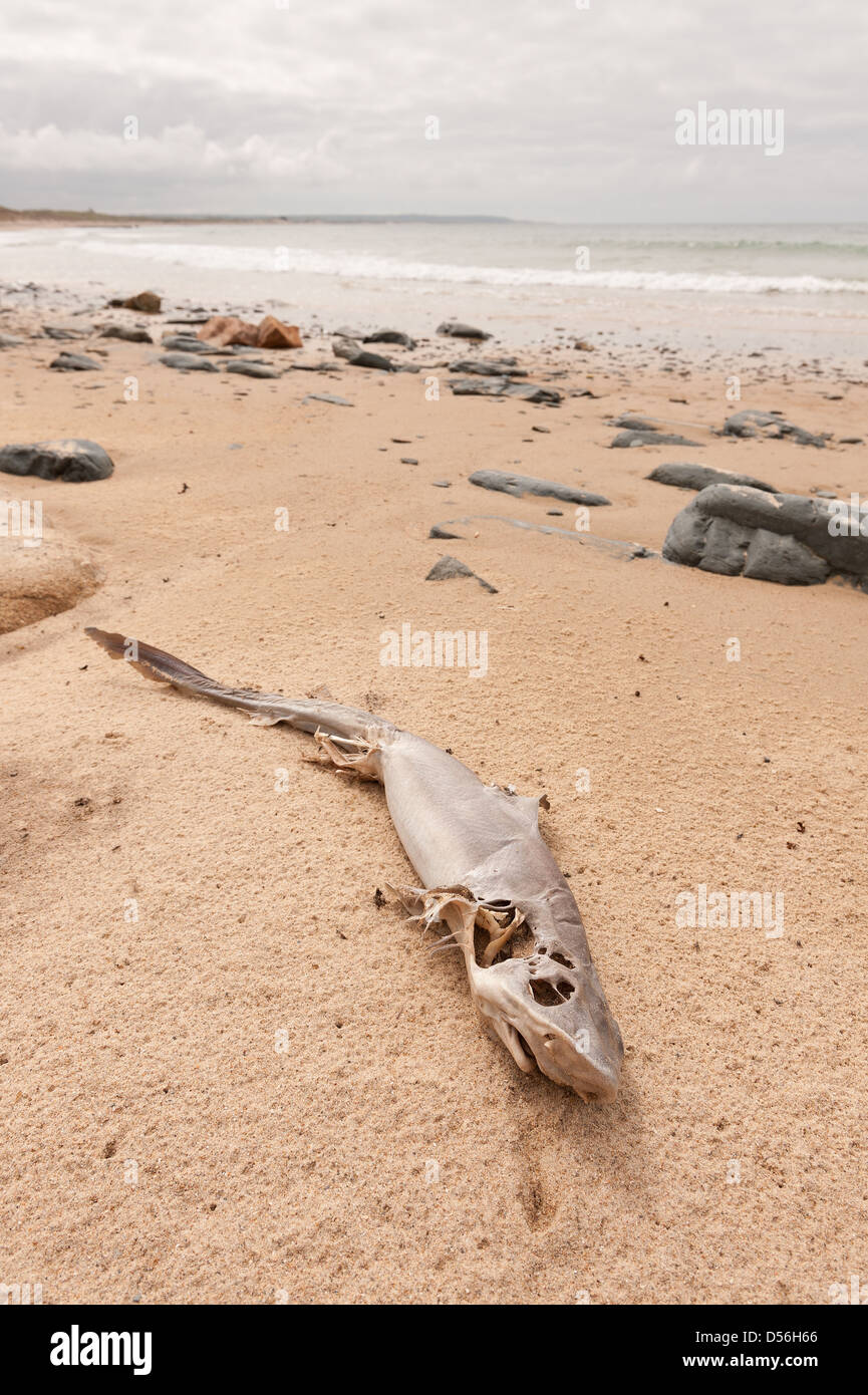 Carcuss of dead shark washed up on sandy beach at high tide level abandoned after strong storms Stock Photo