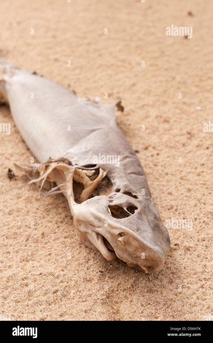 Carcuss of dead shark washed up on sandy beach at high tide level abandoned after strong storms Stock Photo