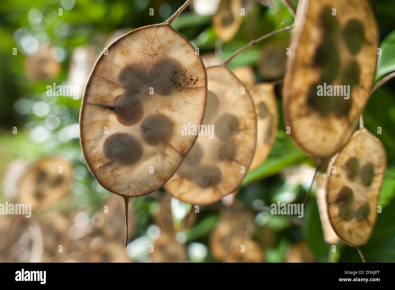 Breathtaking Honesty Seeds Picture Collection Breathtaking Honesty Seeds Picture Collection