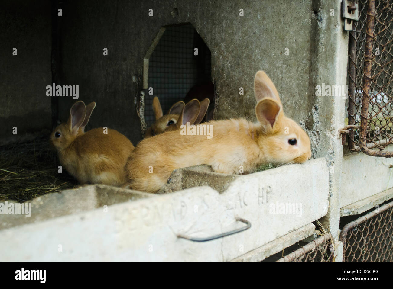 Rabbit hutches hires stock photography and images Alamy