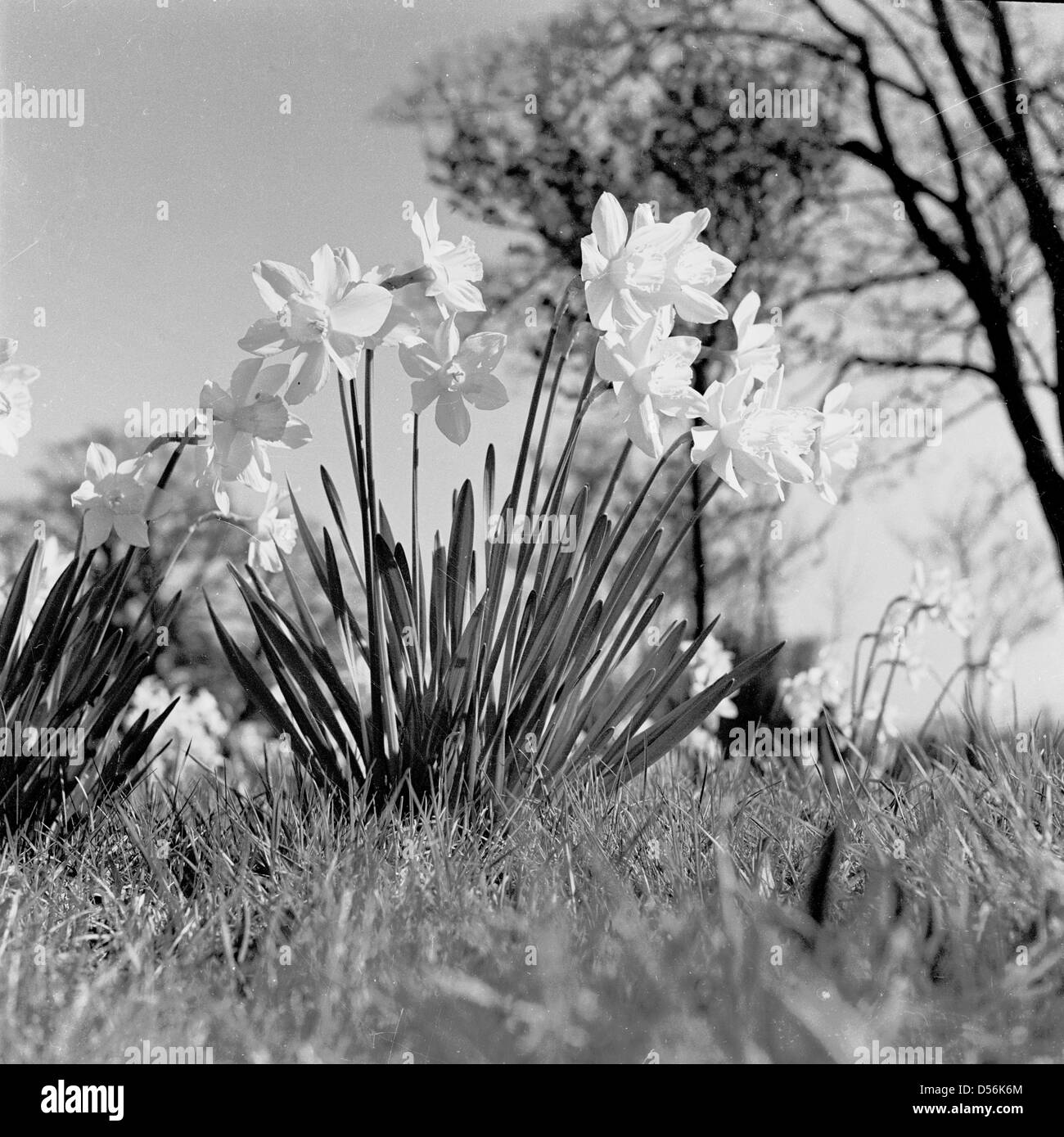 Historical 1950s. Daffodils Stock Photo Alamy