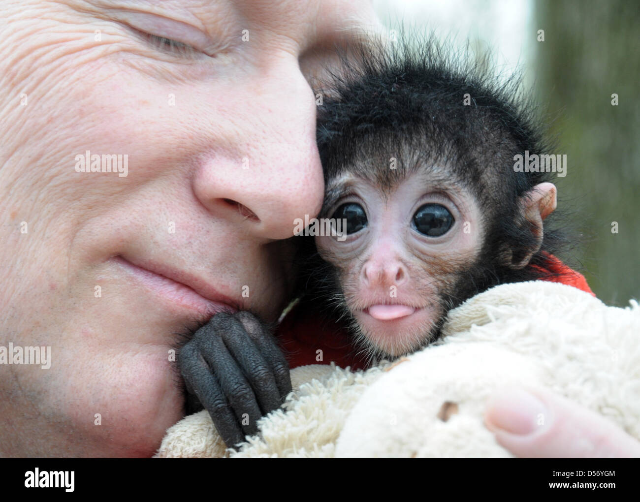 Das Schwarze Klammeraffen Mädchen 'Azusa' schmiegt sich an den Tierpfleger Chris Brack am Donnerstag (01.04.2010) im Wuppertaler Zoo. Am 31.10.09 kam das es zur Welt. Auf Grund von Integrationsproblemen wurde es von der Mutter getrennt und vom Pfleger aufgezogen. Der schwarze Klammeraffe, aus den Regenwälder Kolumbiens und Ekuadors, gehört zu den am stärksten von der Ausrottung bed Stock Photo