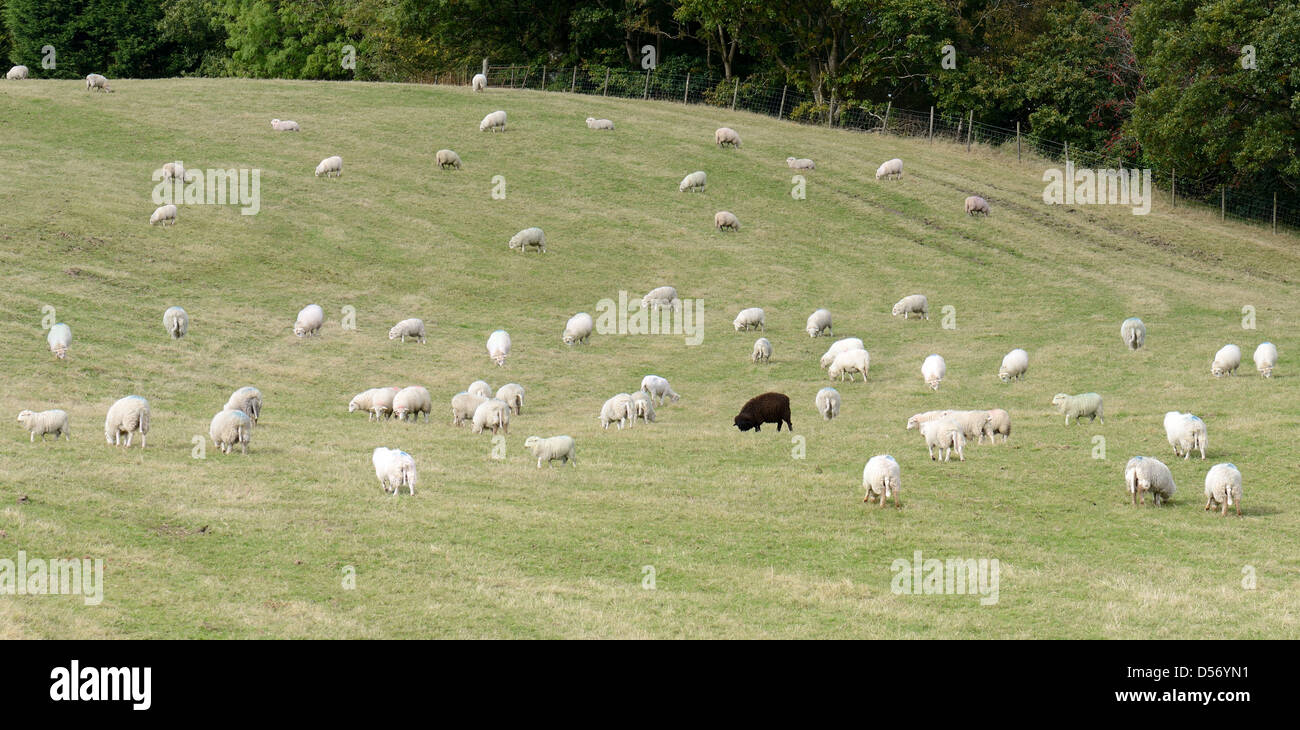 On black sheep in a field of white sheep concept of standing out in a crowd Stock Photo
