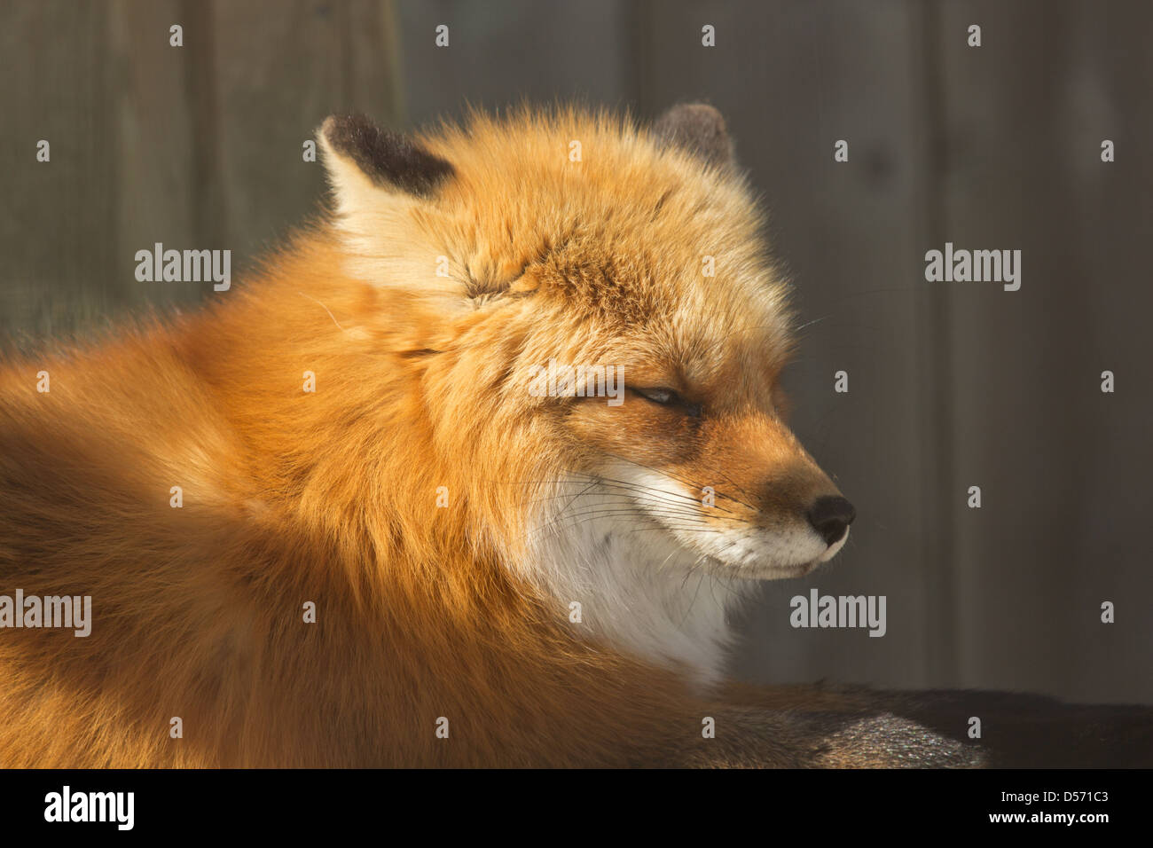 Red fox  sitting in the sun Stock Photo