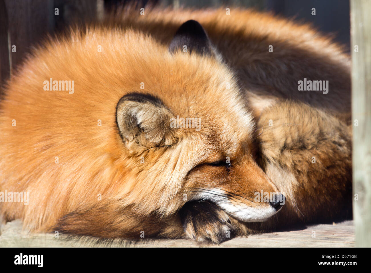 red fox laying down curled in a ball Stock Photo